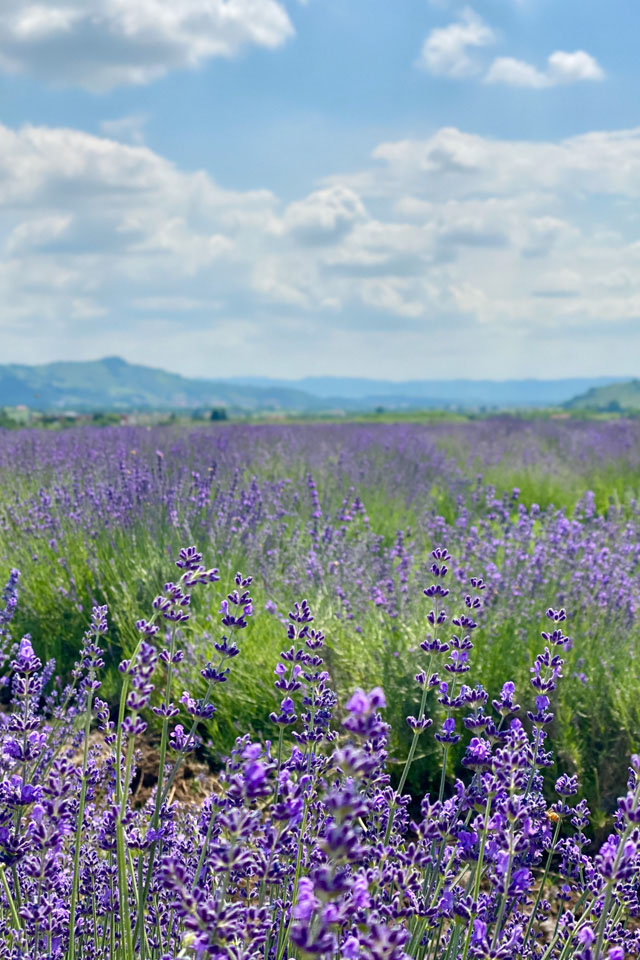 casa-perazzolo-lavandeto-1